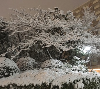 2018雪３.jpg