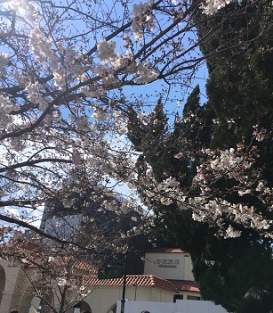 2019桜.jpg